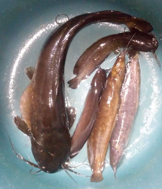 Beñgol